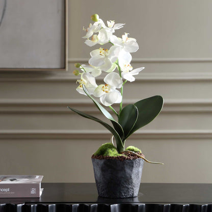 Uttermost Laris Orchid Drop-In | White Moth Orchid Stem with Moss & Permanent Soil | Planter Insert for Indoor Pots | 9 x 9 x 14.75 in | Model 60280